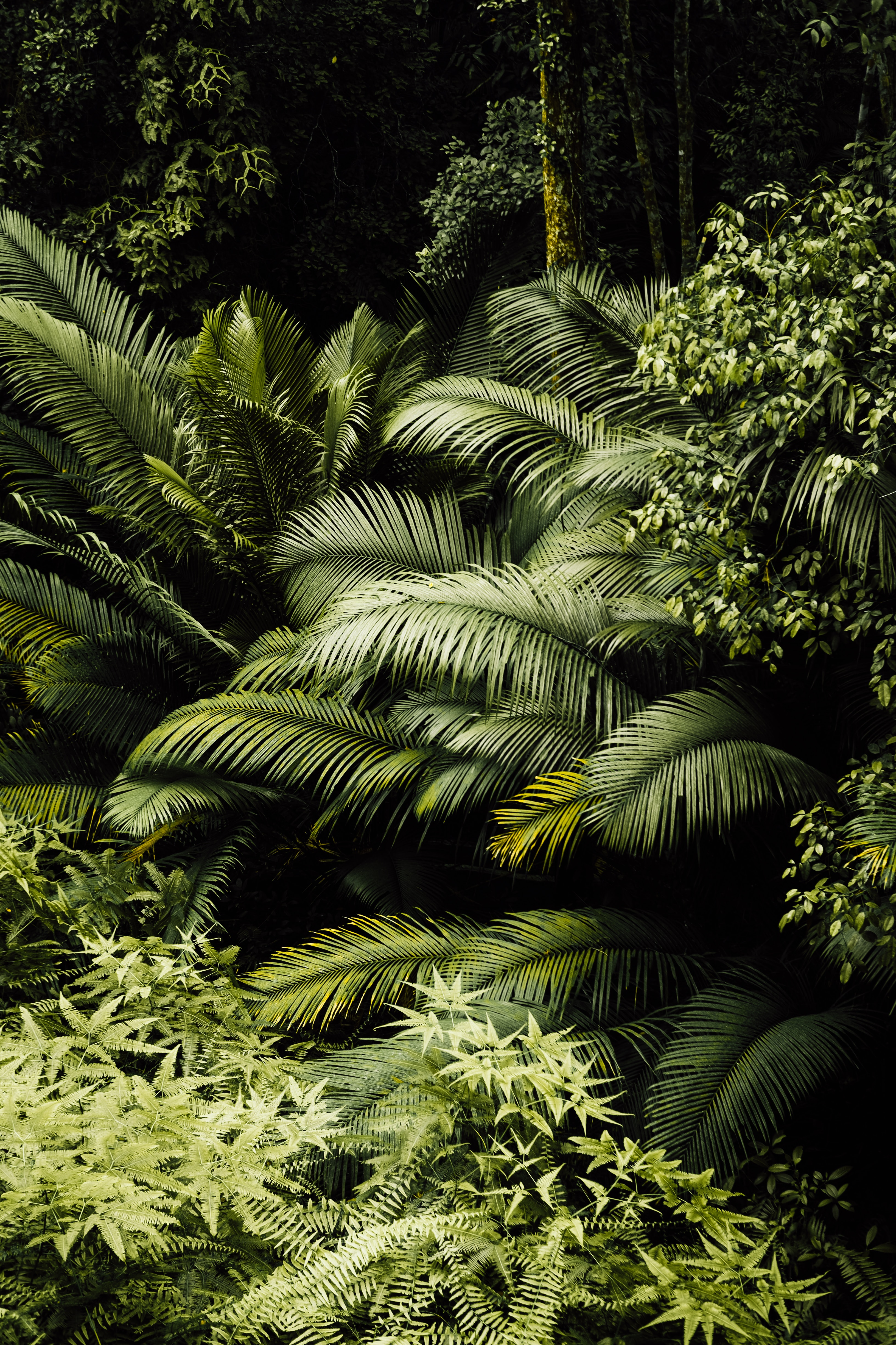 Ferns in the jungle